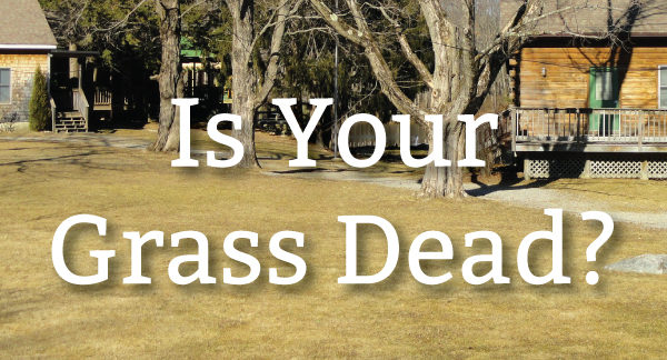 Does Grass Die In The Winter Nashville Lawn Care Pure Green Lawn does-grass-die-in-the-winter-nashville-lawn-care-pure-green-lawn