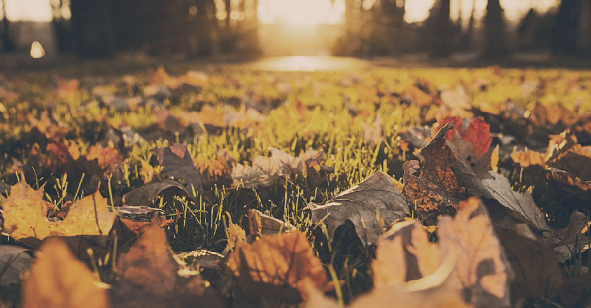 Pure-Green-Leaves-(1).jpg
