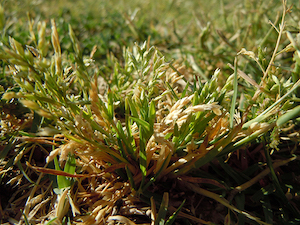 Poa annua