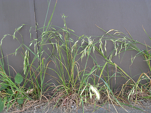 annual-ryegrass