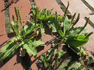broadleaf-plantain