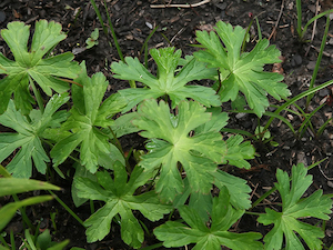 carolina-geranium