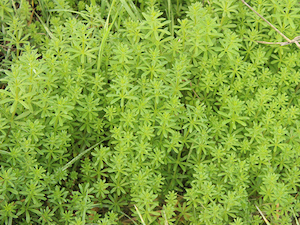 Catchweed Bedstraw or Velcro Plant - Pests in the Urban Landscape