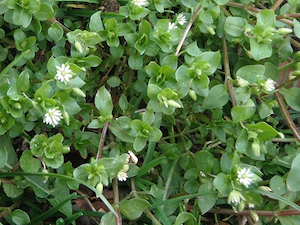 chickweed
