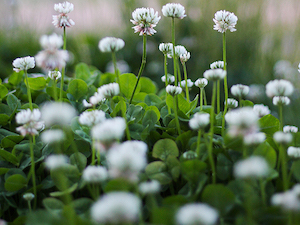 clover