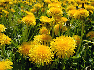 dandelion
