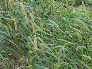 foxtail