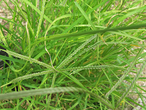 goosegrass