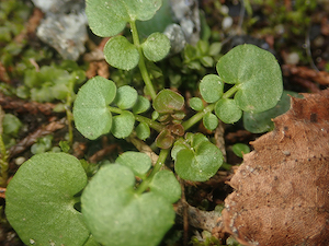 hairy-bittercress