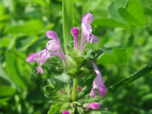 henbit