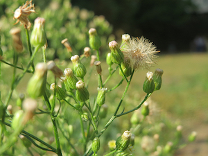 horseweed