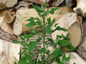 lambs-quarters