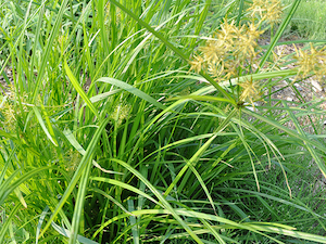 nutsedge
