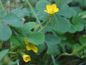 oxalis