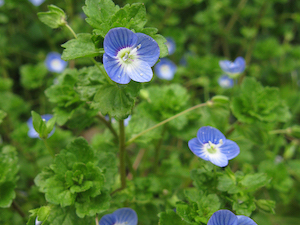 persian-speedwell