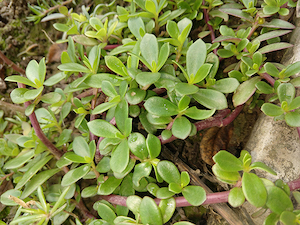 purslane