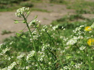 shepherds-purse
