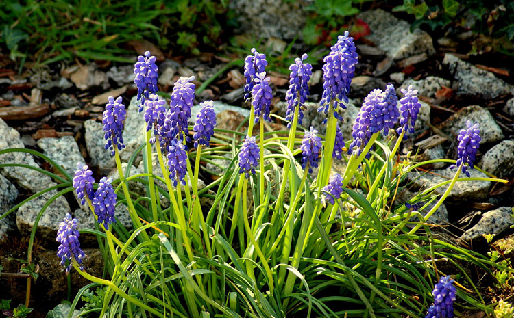 spring-flowering bulbs