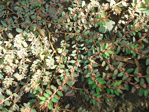 spurge