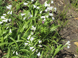 wild-onion