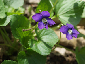 wild-violet