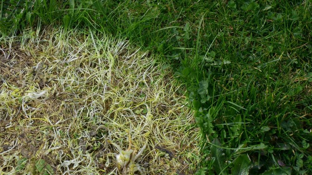 dollar-spot.jpg Dollar spot