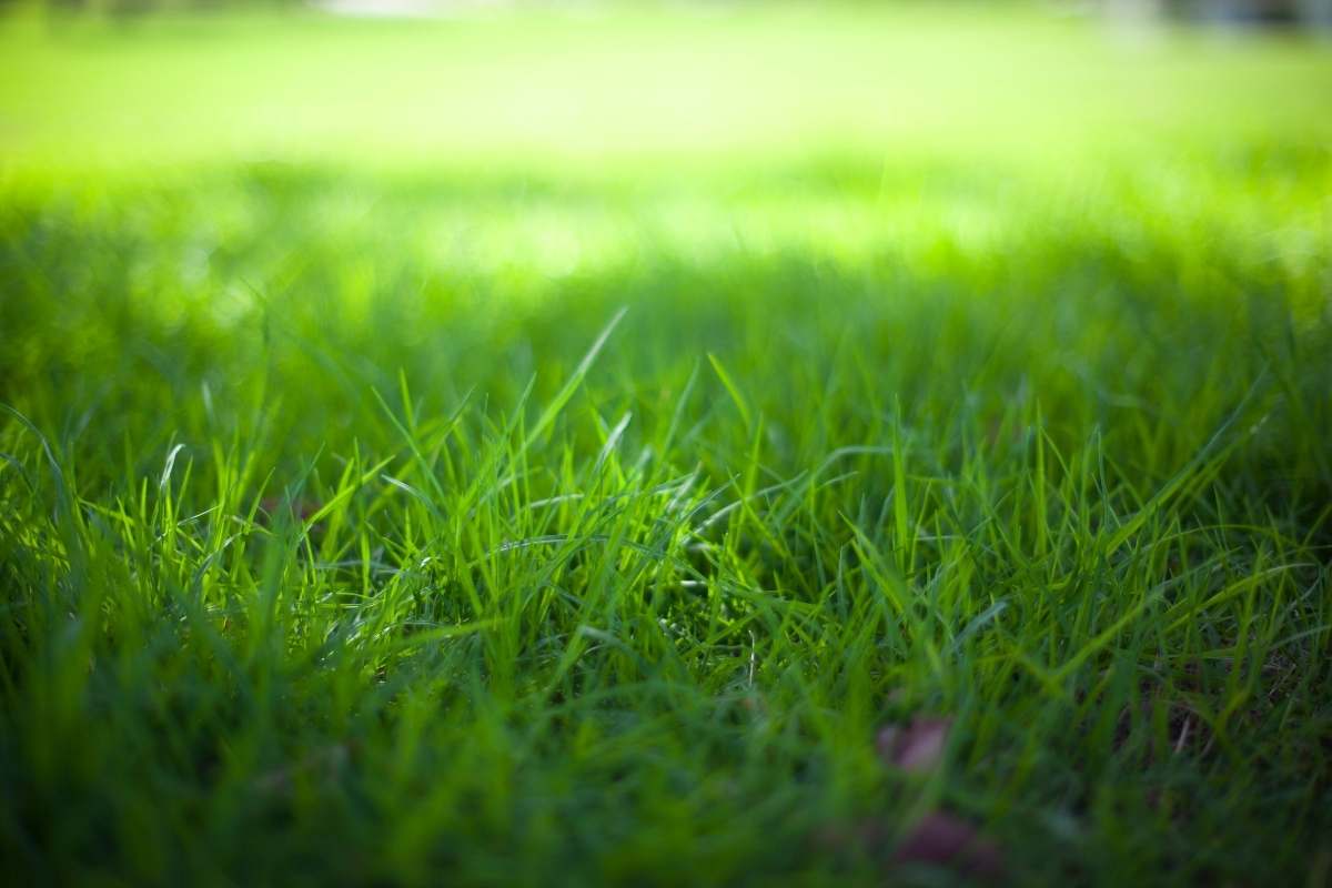 5 Most Common Types of Grass in Middle Tennessee Nashville Lawn Care