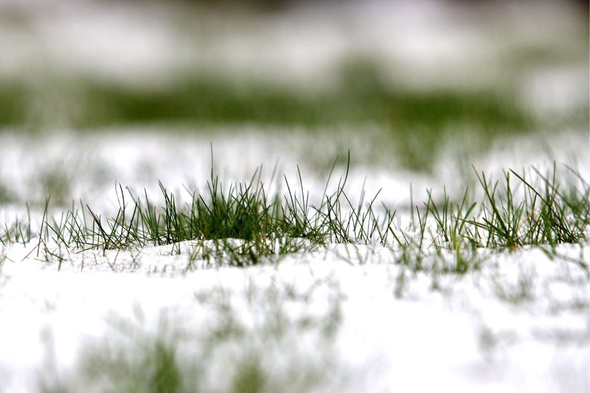 How to Winterize Your Lawn Nashville Lawn Care Pure Green Lawn